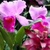 chicorchid